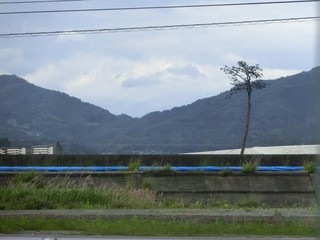 奇跡の一本松.jpg